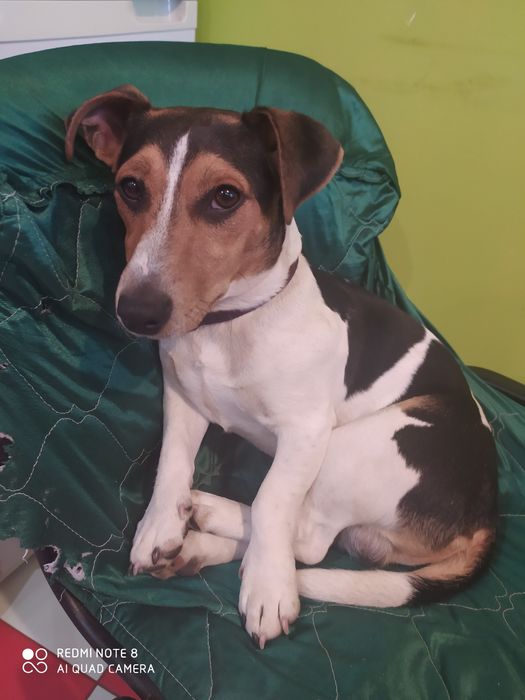 Джек Рассел тер'єр