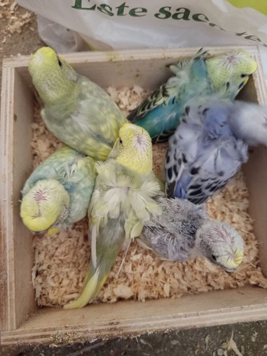 Periquitos várias mutações