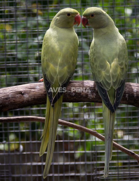 Ring necks opalinos CC, em diversas corres