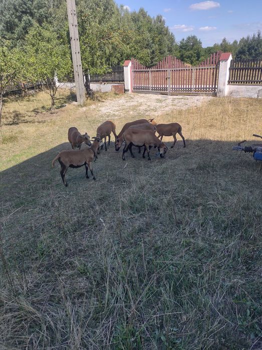 Owce kameruńskie 5 szt sprzedam i dowioze