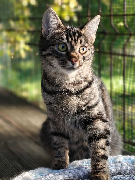 Młodziutka Iskierka czeka na swój dom