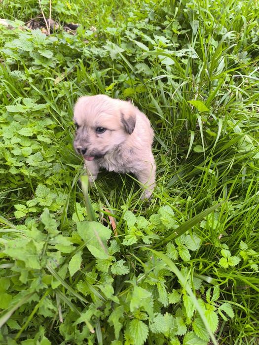 Cãezinhos canixes porte médio