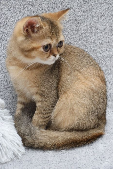чудове кошеня,, золота шиншила
