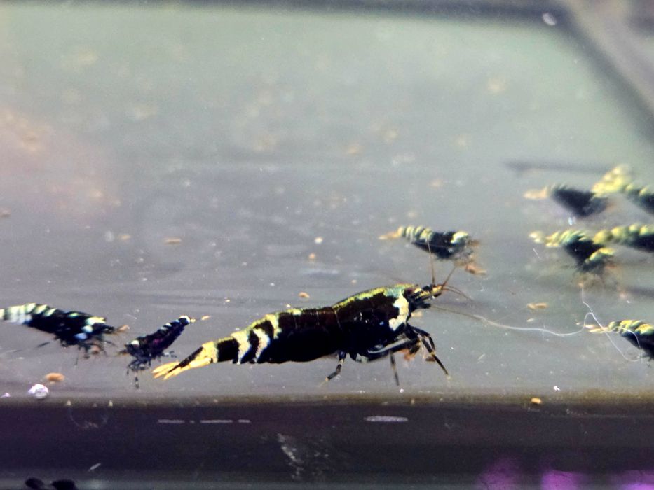 Krewetka Nanasi black (caridina)