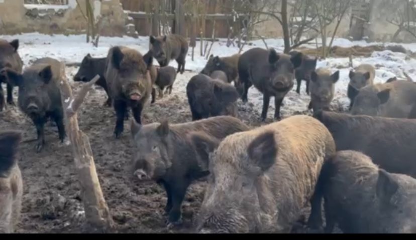 Продам кабани мангали ( кнурі і льохи ) є різна вага , ціна 80 грн .кг