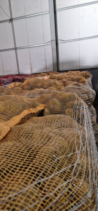 Batatas alhos cebolas