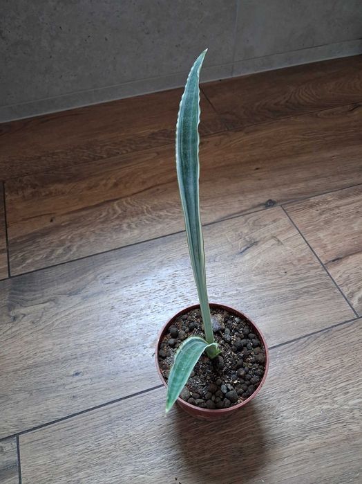 Sansevieria metallica 'Silver Siam'