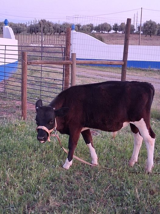 Bezerro turino 5 meses