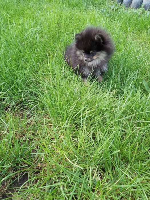 Sunia szpic miniaturowy Nela