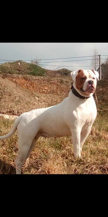 Buldog Amerykański  Suczka 6 miesięcy