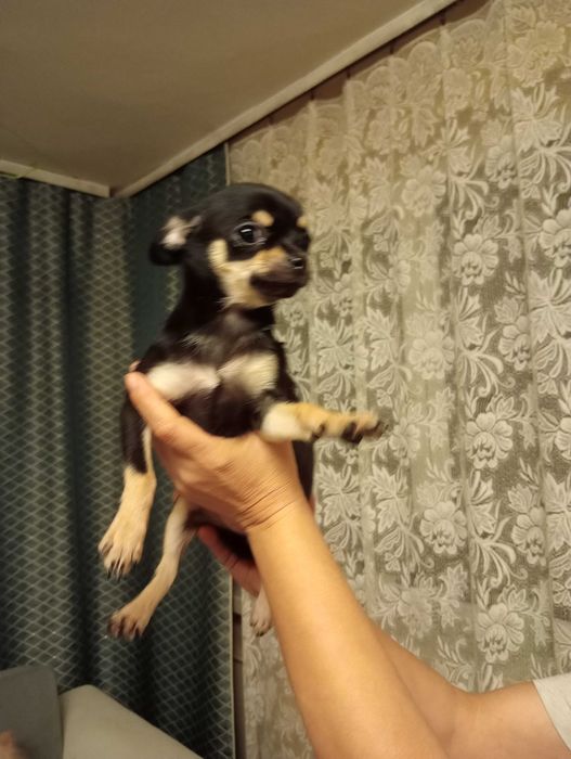 Chihuahua sunia black tan