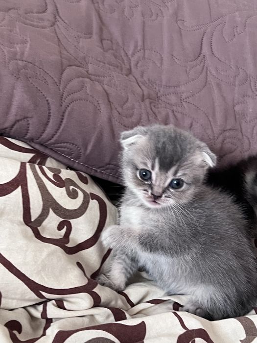 Кошенята висловухі