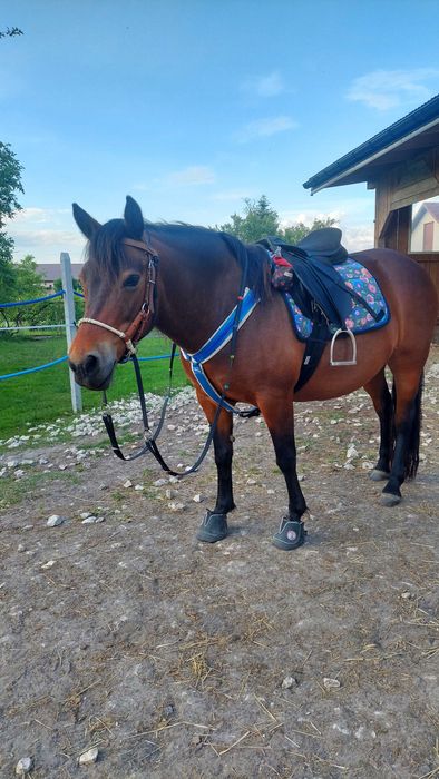 Klacz huculska Grejsi (Hroby)