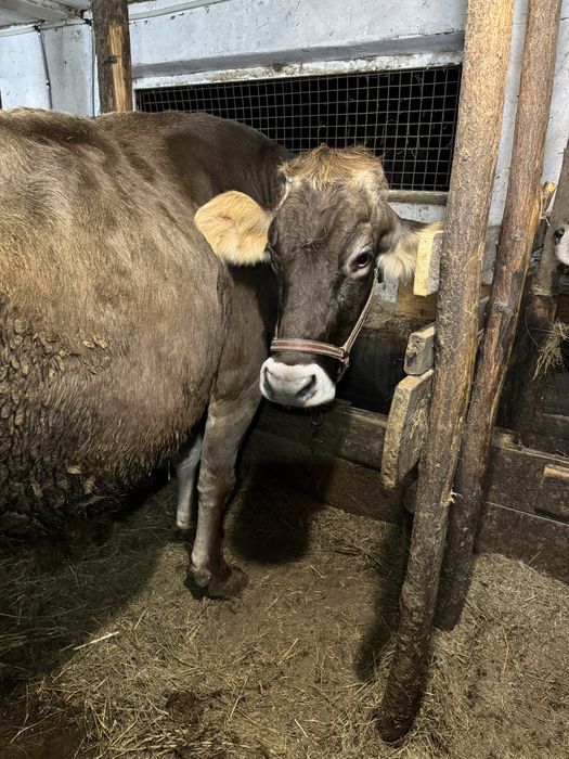 Продам швицкую корову