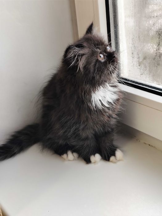 Нежная персидская девочка