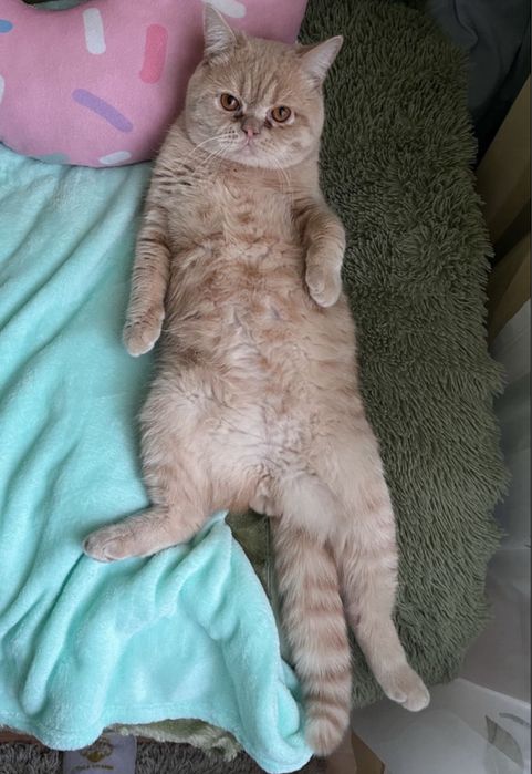 Прямовухий британець злучка вʼязка