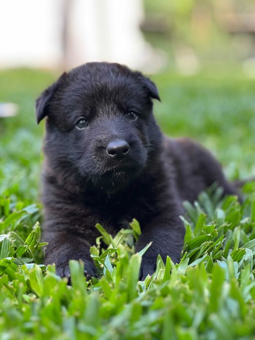 Cachorro Pastor Alemão Preto