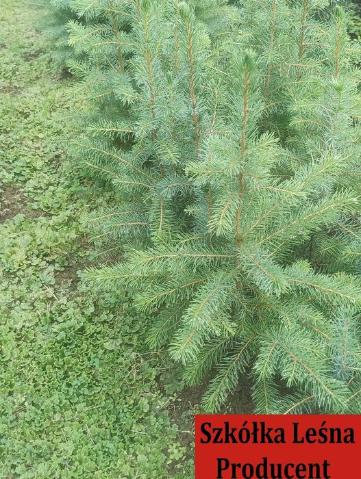 Świerk Serbski sadzonki *Picea omorika* swierk choinki wysylka