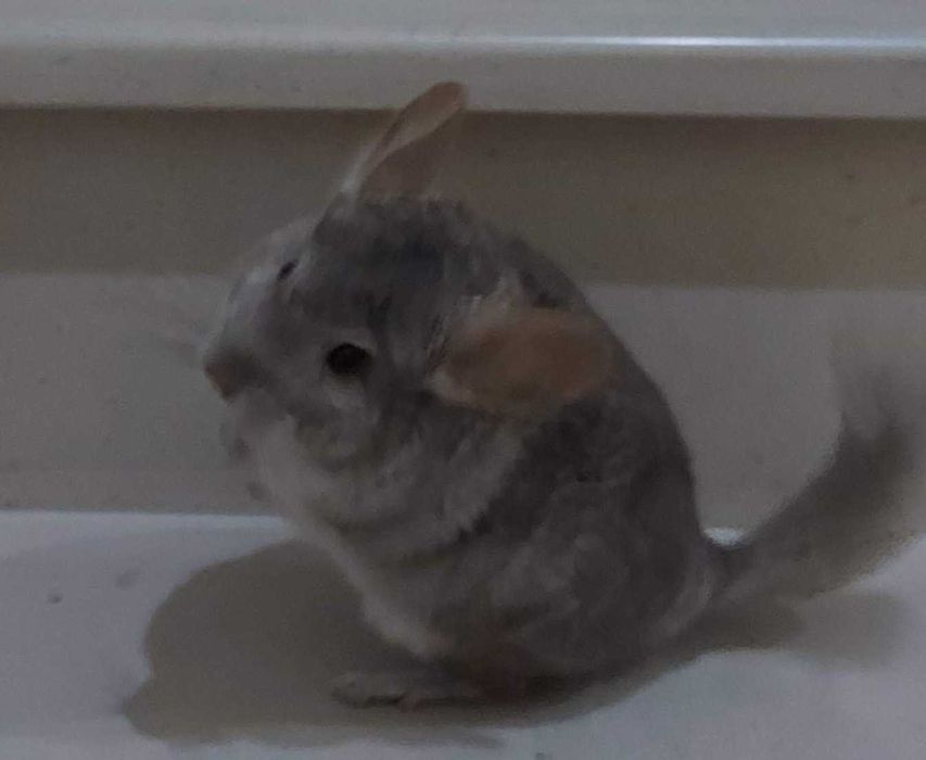 animais acessórios