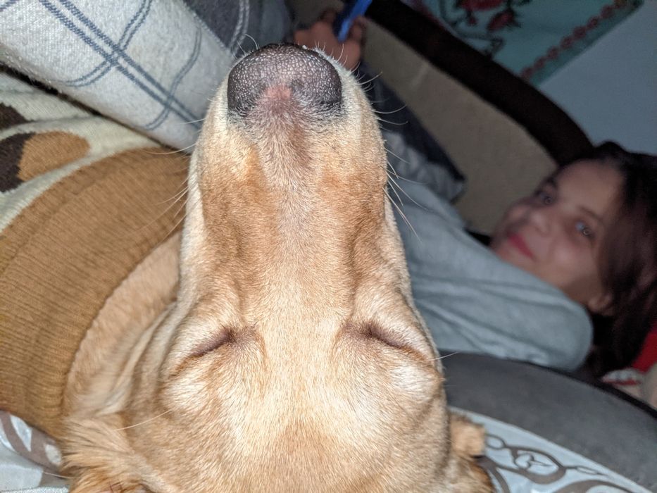 Відам собаку в добрі руки