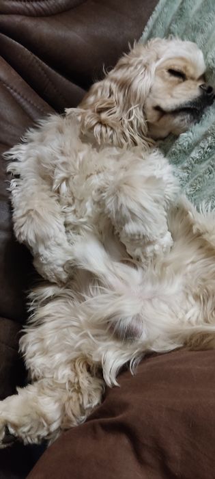 В'язка американський кокер спаніель