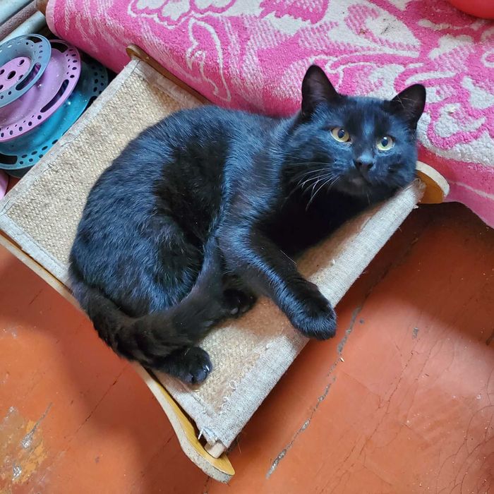 Передержка кошки, так же на длительно, Запорожье