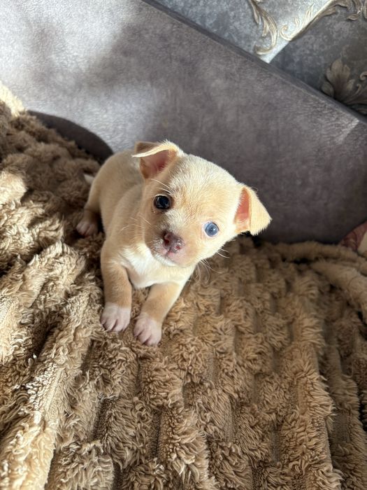 Цуцики чихуа хуа