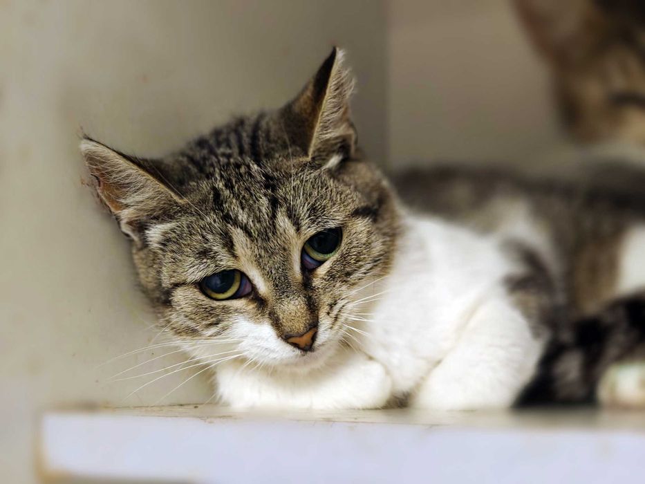 Кото-дитинка Совушка шукає дім