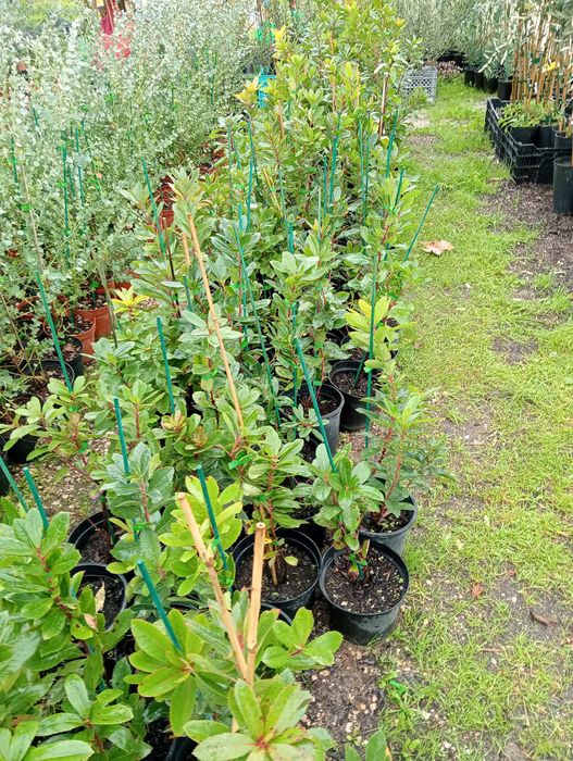 Medronho muito bonitos