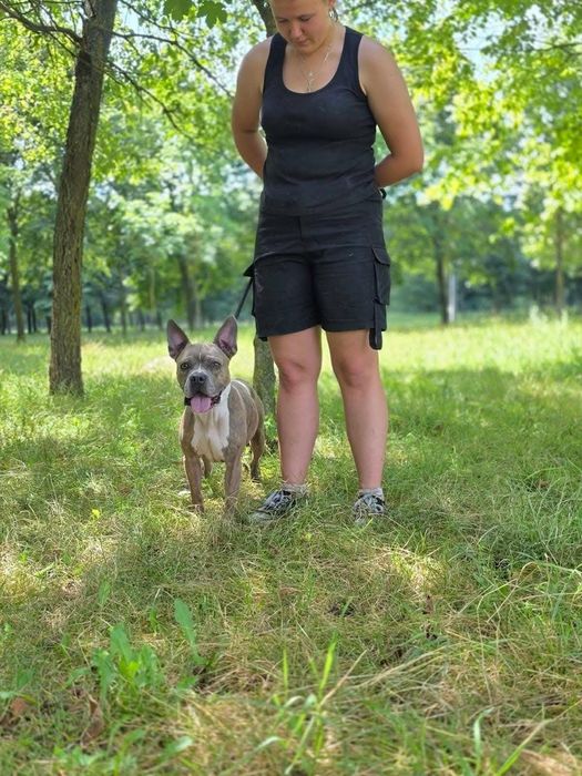 Pies, który łamie serce spojrzeniem.. Nie radzi sobie w schronisku..