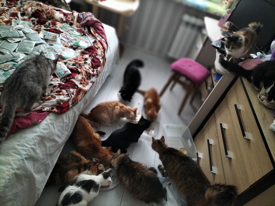 Дуже потрібна допомога для котиків