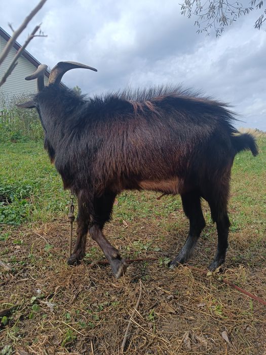 Цап ( козел ) для покриття кізочок