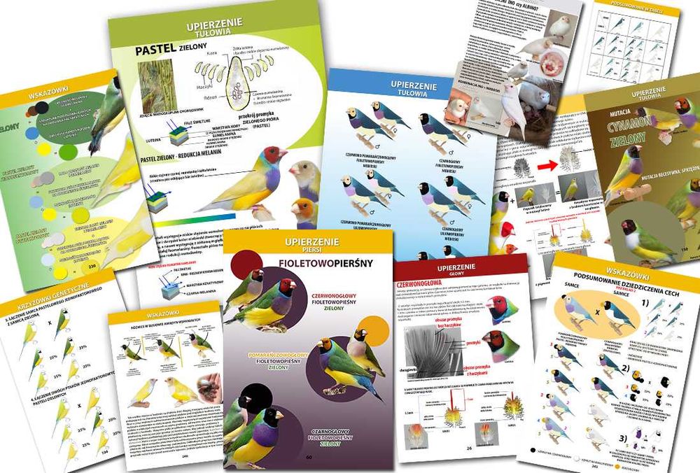 Poradnik amadyny 2024