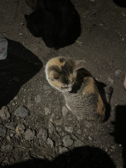 котики в добрые руки БЕСПЛАТНО