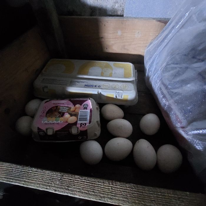 Ovos para chocar pato real e perú