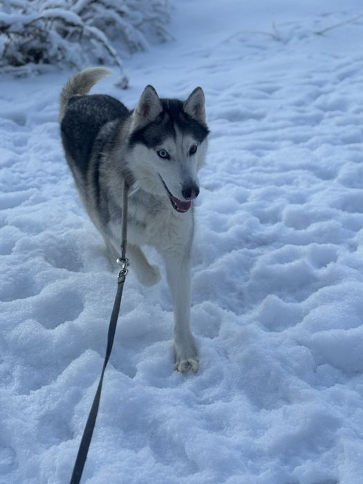 Віддам Хаскі дівчинка