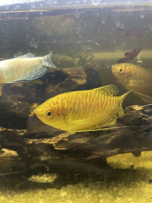 2 Gouramis M e 1 Femea