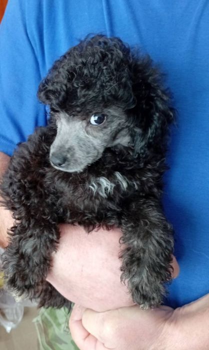 Той пудель серебро