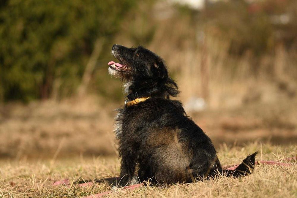 Cleo szuka domu, suczka, młoda