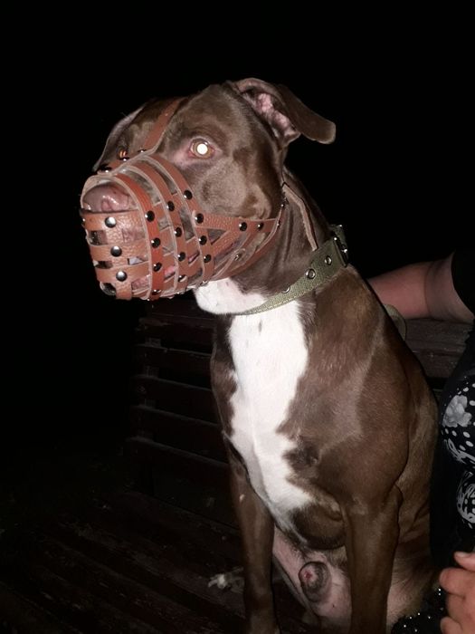 Продам щенков питбуля