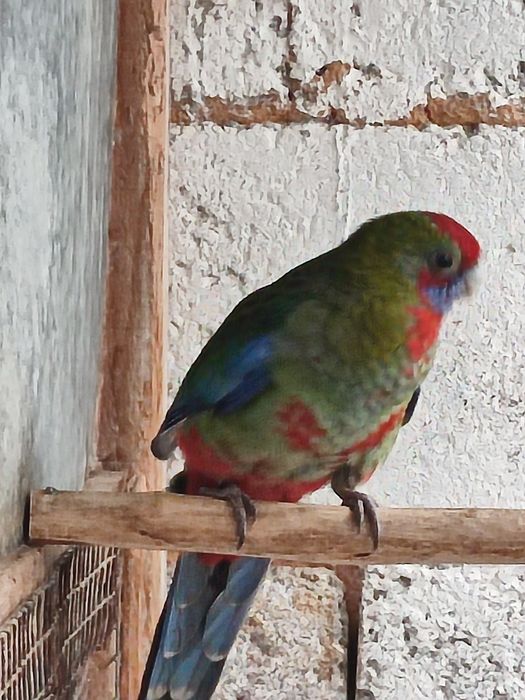 Cedo fêmea de rosella penant