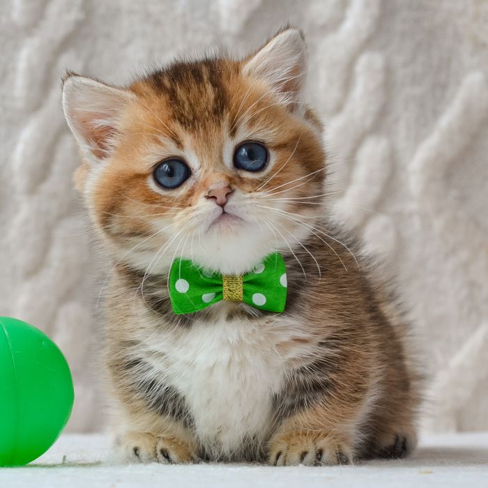 Котик манчкін Седрік