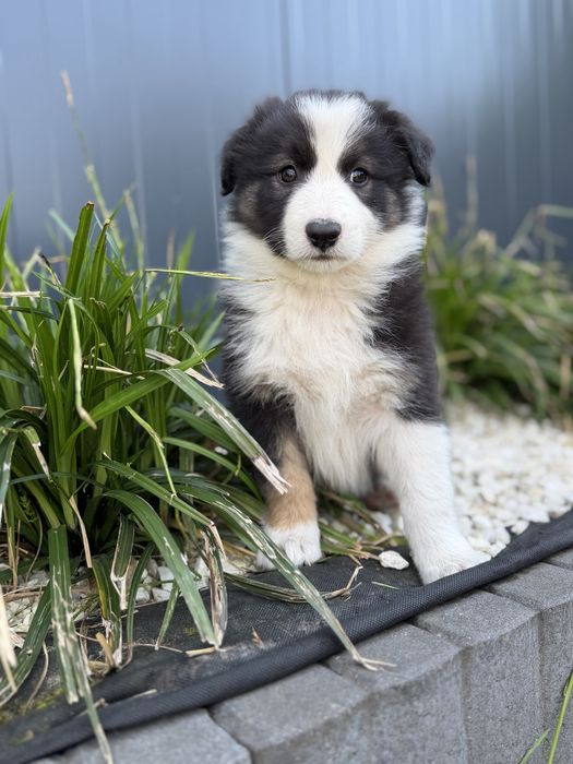 Broder collie szczeniak