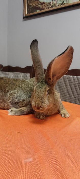 Кролики Фландер,