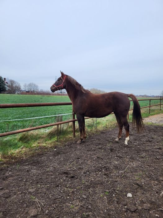 Sprzedam klacz wlkp/sp