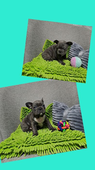 Блакитний хлопчик  булька