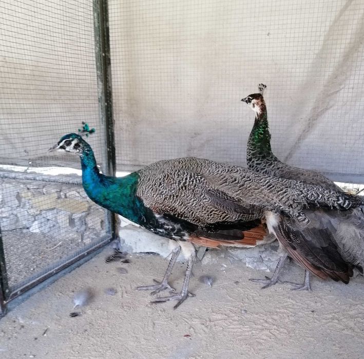 Pavões de várias cores: Branco, Asa negra, Azul e Arlequim