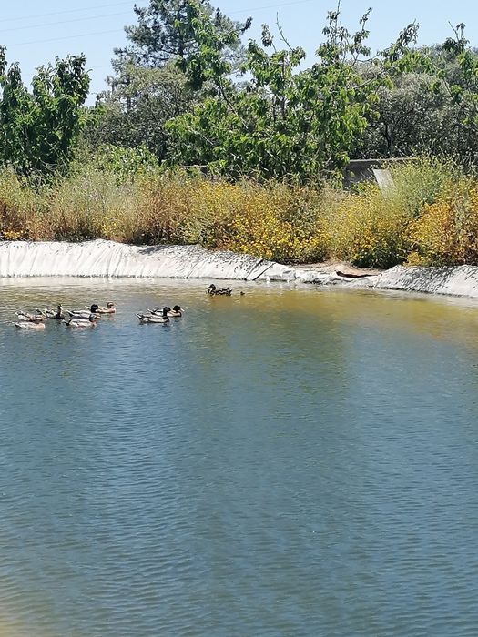 Patos bravos disponíveis