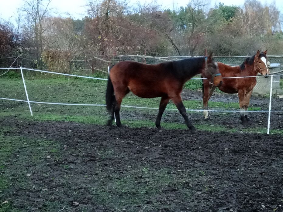 Sprzedam lub zamienię klacz koń