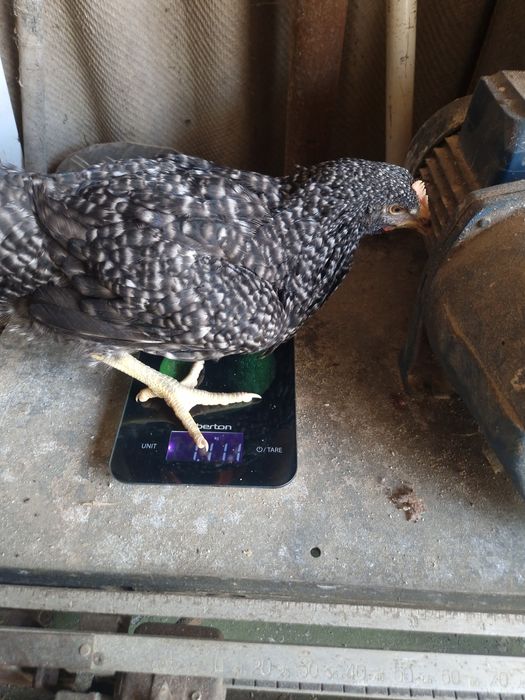 Кури Домінант на яйця